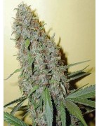 Graines Cannabis CHEESE