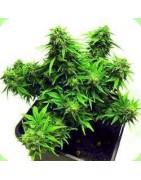 Graine Cannabis Autofloraison