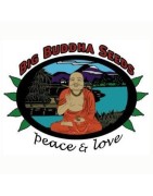 Big Buddha Seeds