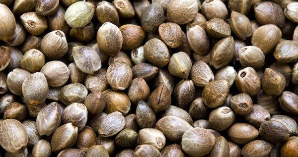 Dr Green Seeds BULK